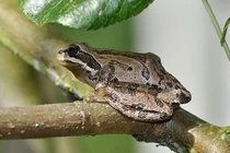 Top động vật có khả năng thay đổi màu sắc thần kỳ