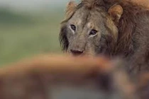 Kịch tính linh cẩu quây sư tử, 3 chọi 30 và kết 