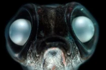 Bất ngờ chiêu thích nghi "dị" của động vật ở Nam Cực