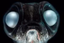 Bất ngờ chiêu thích nghi "dị" của động vật ở Nam Cực