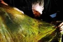 Động vật biển chết hàng loạt do nuốt phải thứ đáng sợ