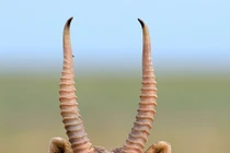 Loài linh dương từ kỷ băng hà "tái xuất" khoa học sững sờ