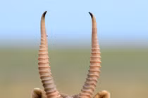 Loài linh dương từ kỷ băng hà "tái xuất" khoa học sững sờ