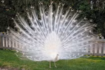 Chuyện ít ai hay về những động vật bạch tạng đẹp nổi bật