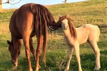 Loạt ảnh độc lạ, ai xem cũng phải cười phá lên