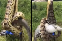 Tưởng câu được cá, hóa ra người đàn ông câu được thứ dị, "khủng" hơn...