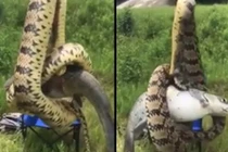 Tưởng câu được cá, hóa ra người đàn ông câu được thứ dị, "khủng" hơn...