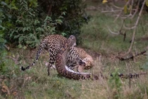 Trăn "khủng" và báo tử chiến, nhận kết đầy kịch tính