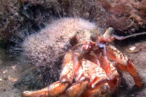 Top "quái thú" có thể tự mọc lại cơ thể siêu phàm