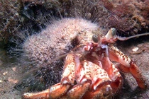 Top "quái thú" có thể tự mọc lại cơ thể siêu phàm