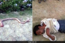 Bị rắn cắn, thanh niên cắn, nhai nát bét rắn cho... bõ tức