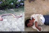 Bị rắn cắn, thanh niên cắn, nhai nát bét rắn cho... bõ tức