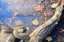 Cá sấu sổng chuồng, xác bị chặt làm đôi thê thảm