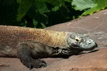 Rợn người những động vật săn mồi đáng sợ nhất hành tinh