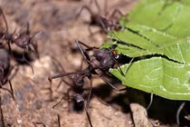 Hành trình kinh ngạc của các "kiến trúc sư" động vật trong tự nhiên