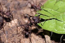 Hành trình kinh ngạc của các "kiến trúc sư" động vật trong tự nhiên