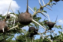 Lạ lùng loài cây huýt sáo cực hay, giống như người