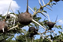 Lạ lùng loài cây huýt sáo cực hay, giống như người