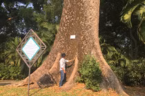 Ly kỳ những “cụ” cây quý hiếm ở vườn thú 155 tuổi tại VN