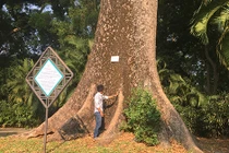 Ly kỳ những “cụ” cây quý hiếm ở vườn thú 155 tuổi tại VN