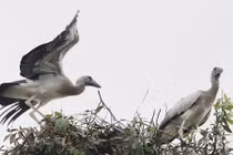 Tận mắt cò nhạn quý hiếm "đậu bến" Vườn chim Bạc Liêu