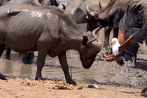 Đại bàng hung dữ "tẩn" trâu rừng, nhận kết ngọt ngào