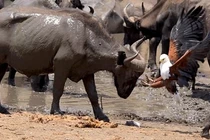 Đại bàng hung dữ "tẩn" trâu rừng, nhận kết ngọt ngào