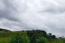 Cảnh cơn mưa nhền nhện ào ạt từ trên trời gây khiếp sợ