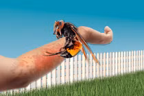 Đây là cách giúp bạn giữ mạng khi bị cả đàn ong bắp cày tấn công