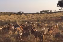 Chó hoang đuổi đến tận ổ, săn giết lợn rừng tàn khốc