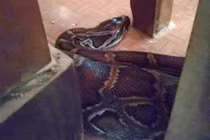 Trăn "khủng" được phóng sinh liên tục về lại chùa, ở lì không đi