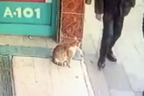 Kỳ quặc con mèo chỉ tấn công đàn ông, tha cho phụ nữ