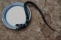 Sự nguy hiểm kinh hoàng của rắn hổ mang hai đầu