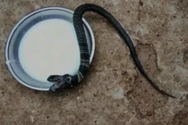 Sự nguy hiểm kinh hoàng của rắn hổ mang hai đầu