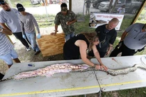 Trăn Miến Điện đe dọa "nuốt chửng" bang nước Mỹ