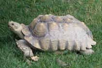 Rùa Sulcata "siêu to khổng lồ" xuất hiện ở Hà Nội có gì độc lạ?