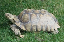 Rùa Sulcata "siêu to khổng lồ" xuất hiện ở Hà Nội có gì độc lạ?