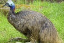 Khiếp đảm con chim nguy hiểm nhất thế giới vừa giết chủ