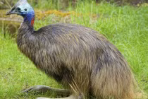 Khiếp đảm con chim nguy hiểm nhất thế giới vừa giết chủ