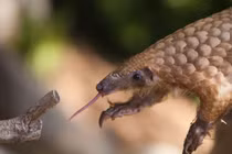 Loạt khả năng kỳ dị không thể ngờ của động vật độc lạ