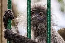 Khám phá "sốc" voọc bạc Đông Dương “cực nguy cấp” trong Sách đỏ Việt Nam