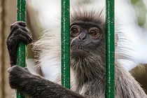 Khám phá "sốc" voọc bạc Đông Dương “cực nguy cấp” trong Sách đỏ Việt Nam