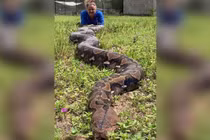 Trăn khổng lồ nặng 90 kg có thể phá vỡ kỷ lục thế giới