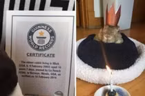 Gặp gỡ chú thỏ sống lâu nhất thế giới