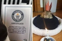 Gặp gỡ chú thỏ sống lâu nhất thế giới