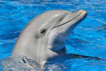 Tiết lộ "sốc" về những "sát nhân" đáng sợ nhất tự nhiên