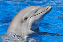 Tiết lộ "sốc" về những "sát nhân" đáng sợ nhất tự nhiên