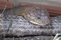 Cặp rắn hổ khủng ở An Giang sẽ được xử lý thế nào?