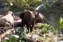 Cực ấn tượng cảnh voi mẹ cảm tạ người tốt cứu sống voi con