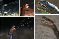 Lật tẩy bí quyết sau khả năng siêu đẳng của động vật